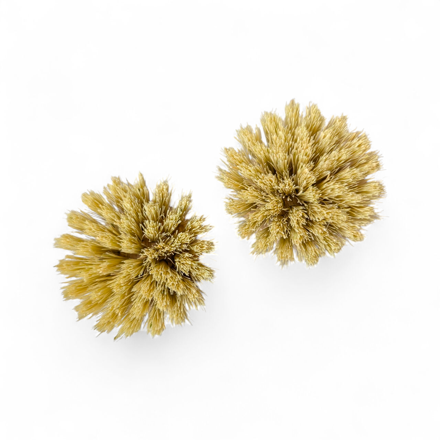 Wooden Dish Brush Replacement Heads | Bamboo and Plant Based Bristles Replaceable Heads (2 pack)